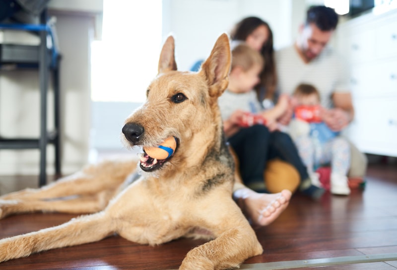 3 Ways Pets are Impacting Your Home’s Air Quality in Sebastian, FL